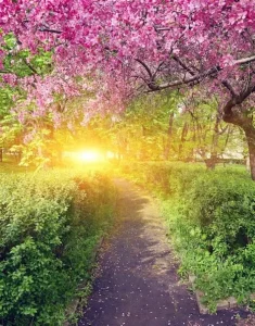 pack primavera de tarot y astrologia una sesion al mes